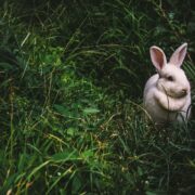 Ostern, seine Märkte und sein Brauchtum in Wien